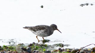 Paarse Strandloper purple sandpiper [upl. by Ody]