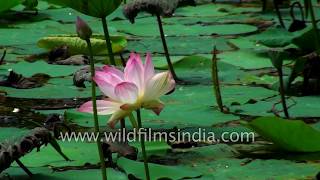 Lotus  Indias national flower [upl. by Ydospahr]