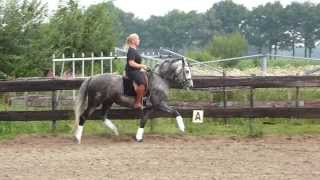 Lusitano hengst Boémio work [upl. by Eecyac]