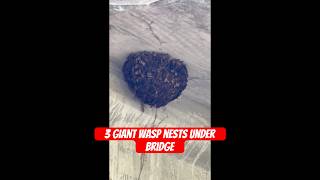 3 GIANT WASP NESTS Found under bridge while fishing all within 5 yards of each other fishing fish [upl. by Wurst21]