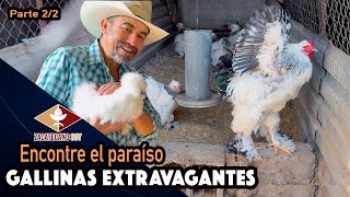 GALLINAS DE RAZA FINA así es su crianza [upl. by Taran]