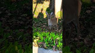 Funny Deer in Maryland shorts funny funnyshorts deer animals usa [upl. by Nennek632]