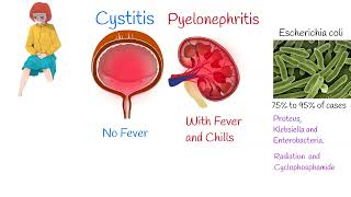 Cystitis Symptoms and treatment Painful urination Frequent urination [upl. by Atirihs133]