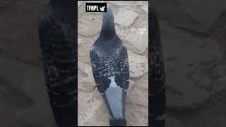 Bird No 105 Say Ma Shah Allah  Black Checker Fully Happy Mood  Homer Racer Pigeon  Qasid Racer [upl. by Flor]