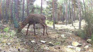 Joven cierva Cervus elaphus rastrea mientras busca alimento en medio del bosque 9395 [upl. by Diella445]