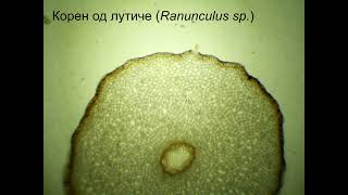 Корен од лутиче Ranunculus sp [upl. by Abbe]