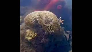 Coral City Camera  Coral Growth amp Bleaching Timelapse  512312823 [upl. by Kathy]