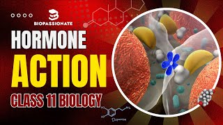 Mechanism of Hormone Action  Class 11  Chemical Coordination and Integration ncertbiology neet [upl. by Harehs]