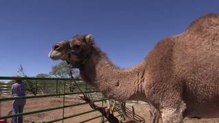 Putting Together a Pen for Camels VLOG [upl. by Perri]