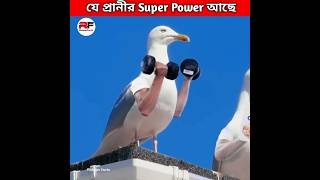 এমন প্রাণী যেগুলোর রয়েছে সুপার পাওয়ার। Animals with Superpower shorts animals ytshorts [upl. by Paulina]