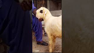 forsale mundra lakha pinknose farmanimals subscribemychannel viralvideo [upl. by Uase]