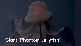 Giant Phantom Jellyfish Spotted [upl. by Sivel]