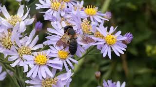 Giant Resin Bee Visits Tatarian Aster Flowers for Nectar [upl. by Aitsirt640]