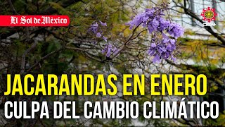 Jacarandas en enero culpa del cambio climático [upl. by Adialeda]