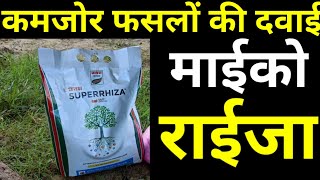 mycorrhiza bio fertilizer माइकोराइजा खाद की सम्पूर्ण जानकारी [upl. by Agbogla366]