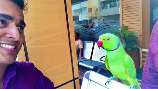 quotHow meetoo Learned to Speak A Charming Parrots Amazing Vocabularyquot [upl. by Narmak16]