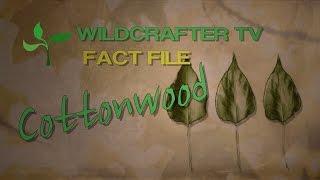 Cottonwood Herb Fact File What you need to know about Cottonwood Herb [upl. by Cogen]