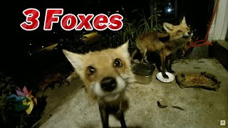 Three Red Foxes Visit Fox Behavior 🦊 [upl. by Emersen]