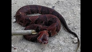 Cottonmouth and Bruce Kayaking Steinhatchee River 418 [upl. by Atinek]