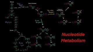 Introduction to Nucleotide Metabolism Biosynthesis and Degredation Purines and Pyrimidines [upl. by Yenhoj]