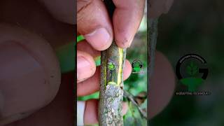 Fig plant grafting and chip budding shorts satisfying [upl. by Alwin]