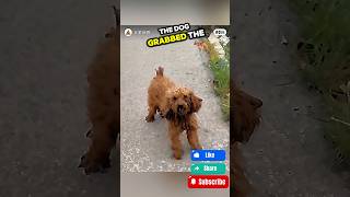 quot🐾 Hero Dog 🐕 Leads Man to Save His Family 🏠✨quot [upl. by Hairas895]