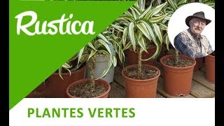 Bouturer un dracaena [upl. by Clementis]