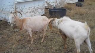 Goat Breeding Time 2017 [upl. by Tiffa127]