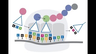 DNA sequence Translation to Protein Sequence Expasy [upl. by Cirdor]