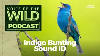 Episode 19 Indigo Bunting – Voice of the Wild [upl. by Nohsav387]