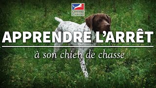 APPRENDRE LARRÊT A SON CHIEN  Chiens de chasse Ep 8 [upl. by Jael]