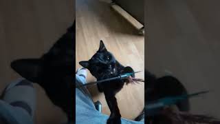 Schwarzer Panther greift an cat blackcat gato an in slow mo [upl. by Adeys]