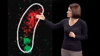 Christine JacobsWagner Yale HHMI 2 DNA segregation amp active intracellular transport in bacteria [upl. by Pallua]