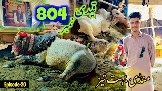 Peshawar Cow Mandi 2024  Ring Road Maweshi Mandi Peshawar Night Updates  Epi20 [upl. by Blackington]