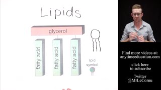 What are Lipids [upl. by Lrub]