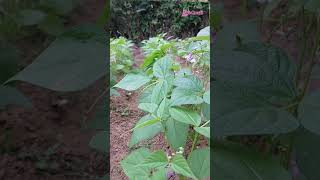 ঝাড় শিমফরাস গাছKidney beanFamilyFabaceae plants botanical kidneybeans lifecraftiqbal [upl. by Avid]