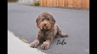 LULU  2 yr old Barbet  Best Trained Dogs of OR  Portland OffLeash K9 Training [upl. by Acalia]