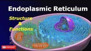 Endoplasmic Reticulum Structure and Function Lecture2 Part7 Biological World🐛🍀 [upl. by Betsy]