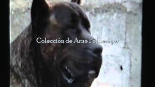 ROKOTE DEL JARDIN CANARIO late 80s Gran Canaria Dogo Canary Island Perro de Presa Canario [upl. by Ahsiad]