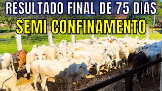 Resultado Final de 75 dias de Semi Confinamento com Novilhas de Corte  Fazenda Daniel [upl. by Ojok]