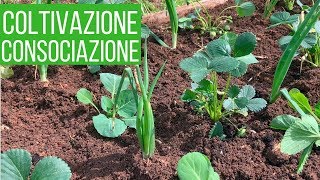 Coltivare le FRAGOLE  2 Consociazioni strane ma efficaci  Orto amp Giardinaggio [upl. by Adnik]