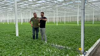 How Nanobubbles Boosted Productivity at De Kruidenaer Greenhouse [upl. by Mackintosh168]