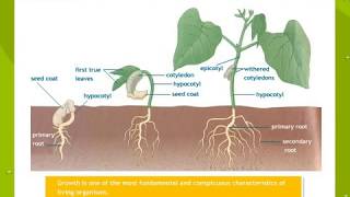 Plant Growth And Development [upl. by Stillas]