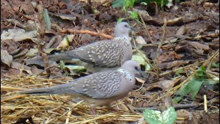 Paddyeating Spotted doves  ಭತ್ತ ತಿನ್ನುವ ಚೋರೆ ಹಕ್ಕಿಗಳು [upl. by Rozalie]