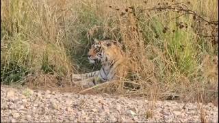 Ranthambore Zone2 Tigress arrowhead tigress ranthambore [upl. by Hellah]