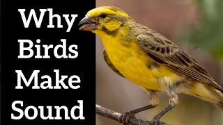 Birds Sounds  Why Birds Make Sound [upl. by Romelle]