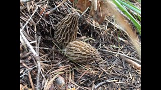 How To Find Morel Mushrooms  Catch and Cook [upl. by Goody]