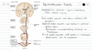 Spinoreticular Pathways [upl. by Server184]