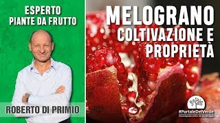 Il melograno e le sue proprietà benefiche [upl. by Iaria257]