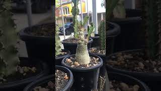 Pachypodium Saundersii with lavarock and pumice as grow media pachypodium caudex [upl. by Mide]